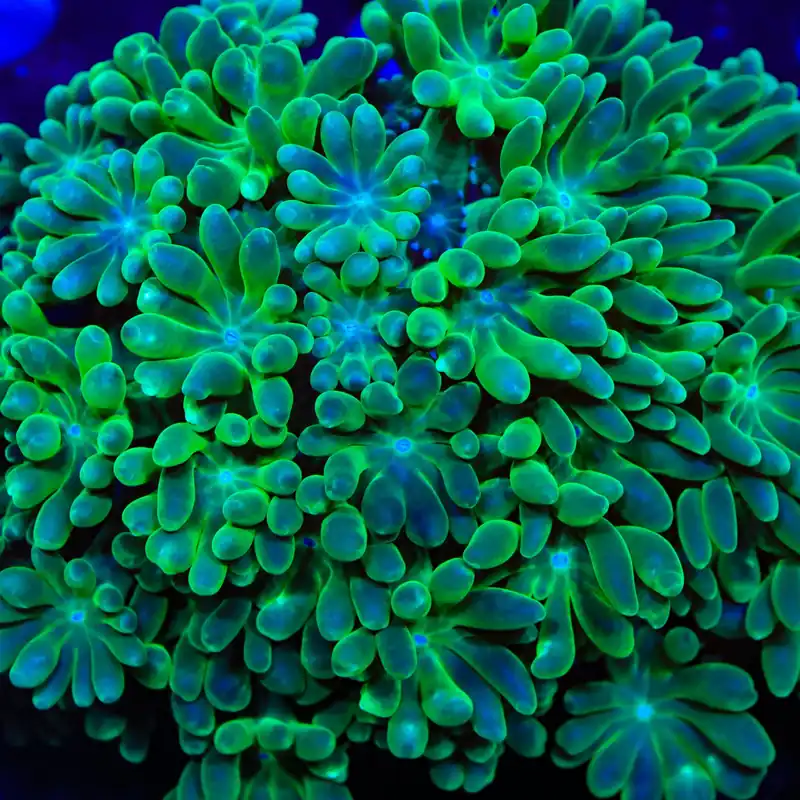 TSA Fresh Meadow Alveopora Coral - TSA Coral