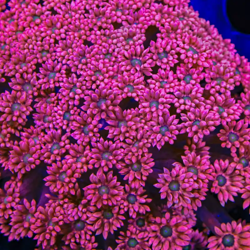 TSA Pink Flamingo Goniopora Coral - TSA Coral