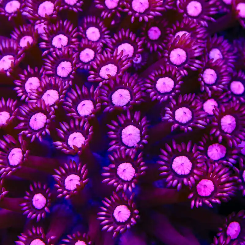 TSA Candy Crush Goniopora Coral - TSA Coral