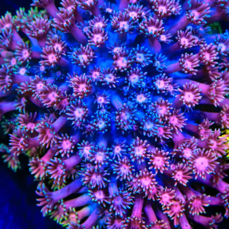 TSA Flavor Saver Goniopora Coral - TSA Coral