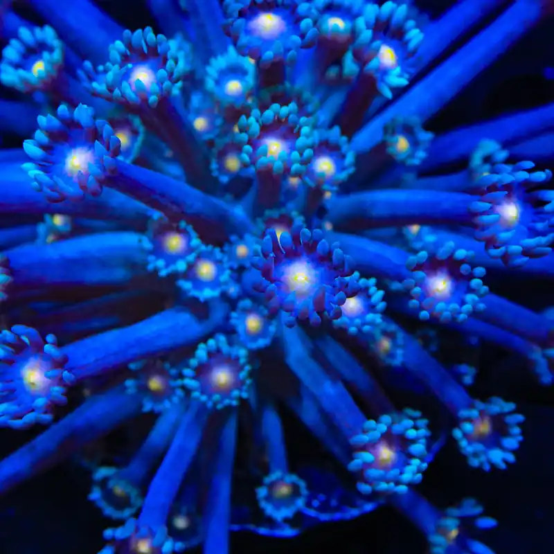 TSA War of Worlds Goniopora Coral - TSA Coral