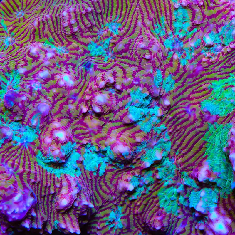 TSA Prison Sentence Chalice Coral - TSA Coral