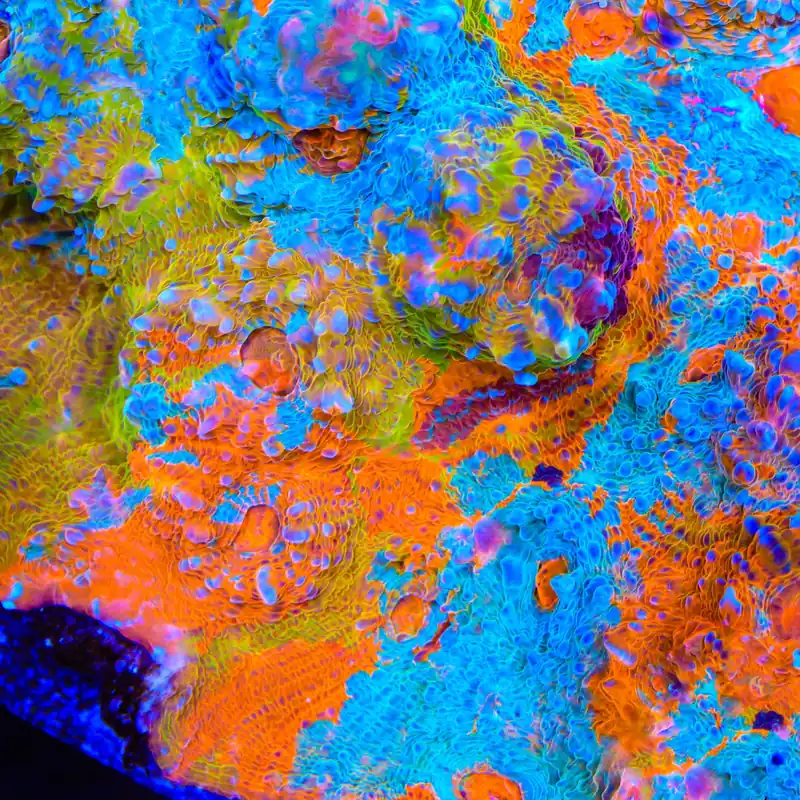 TSA Double Rainbow Chalice Coral - TSA Coral