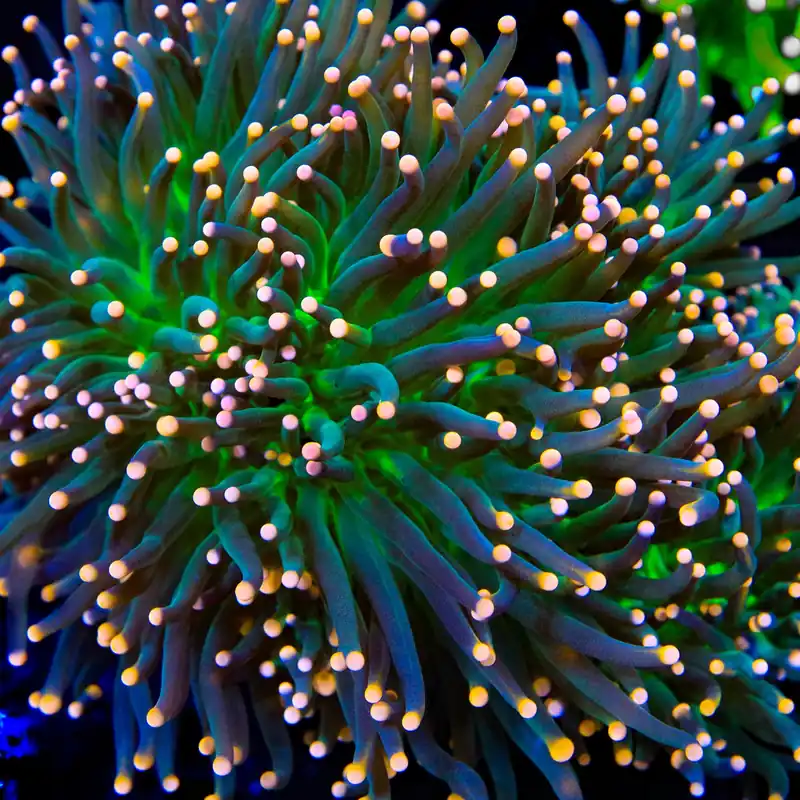TSA BeWitched Torch Coral - TSA Coral