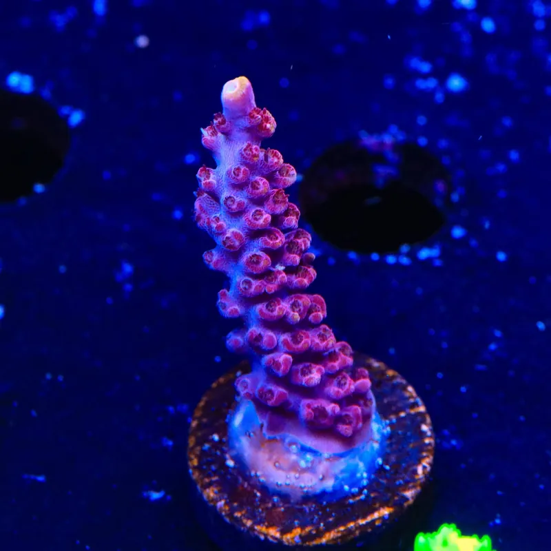 TSA Bottle Rocket Acropora Coral - TSA Coral