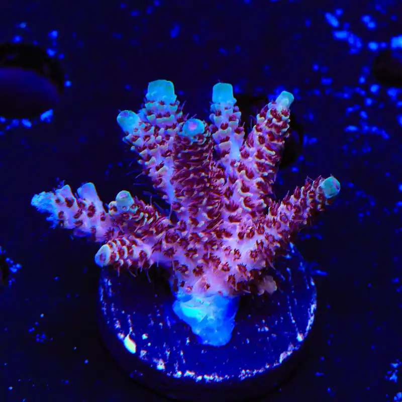 TSA Rainbow Sherbet Acropora XL Frag Coral - TSA Coral