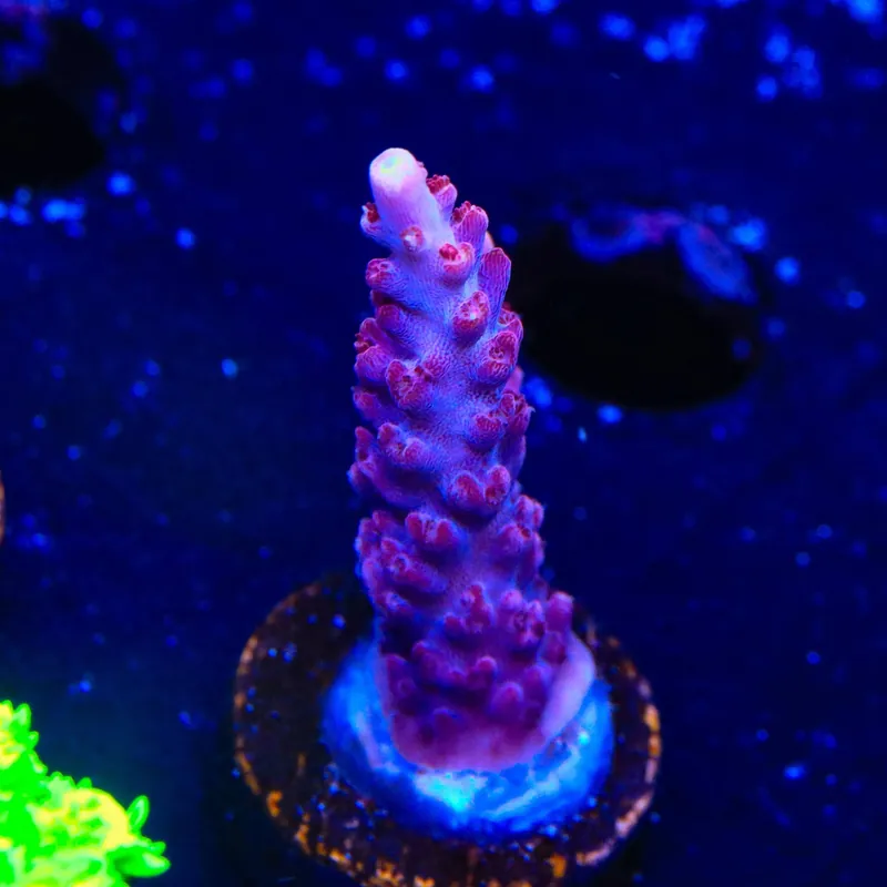 TSA Bottle Rocket Acropora Coral - TSA Coral