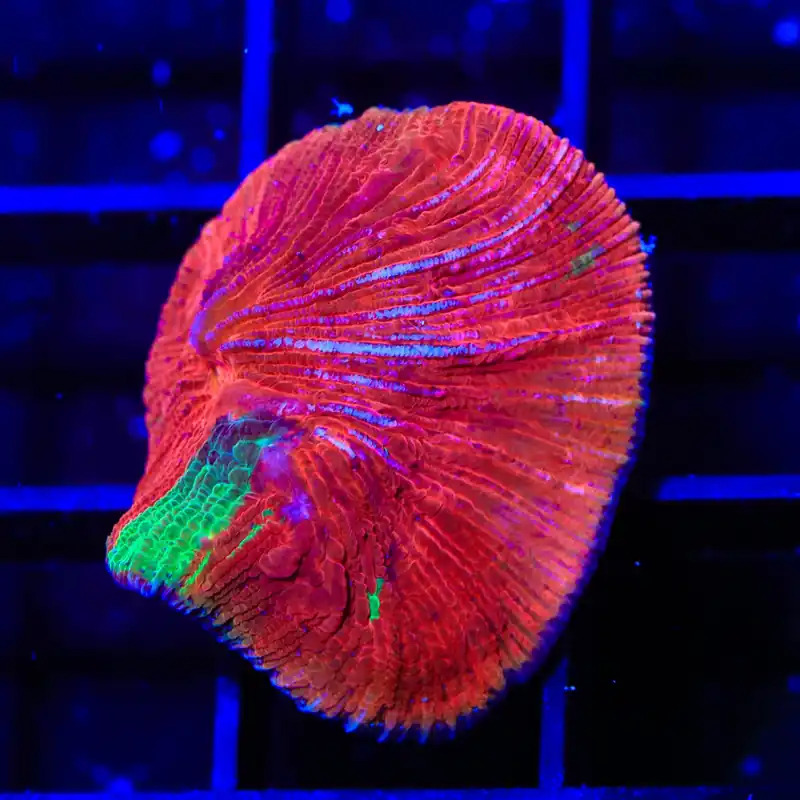 Diablo Grafted Diaseris Plate Coral - TSA Coral