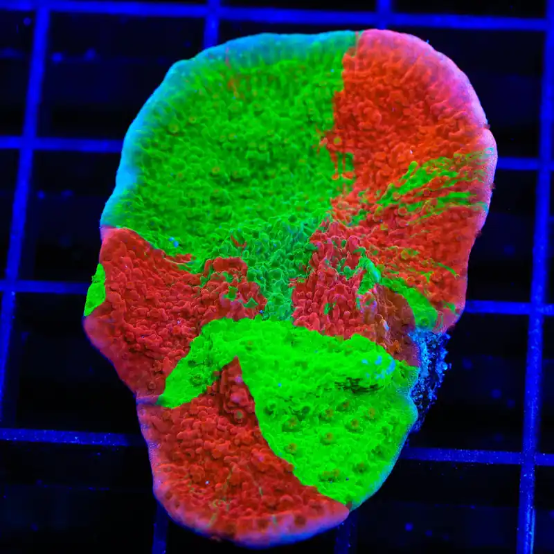 TSA Mind Meld Triple Grafted Montipora XL Frag Coral - TSA Coral