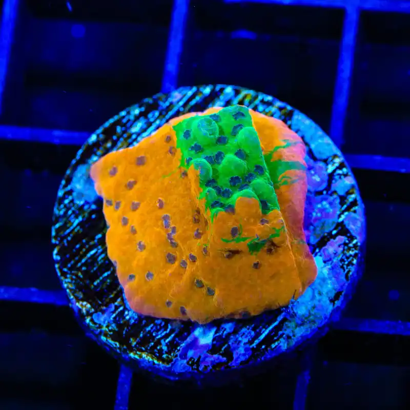 TSA Grafted Quasimodo Montipora Coral - TSA Coral