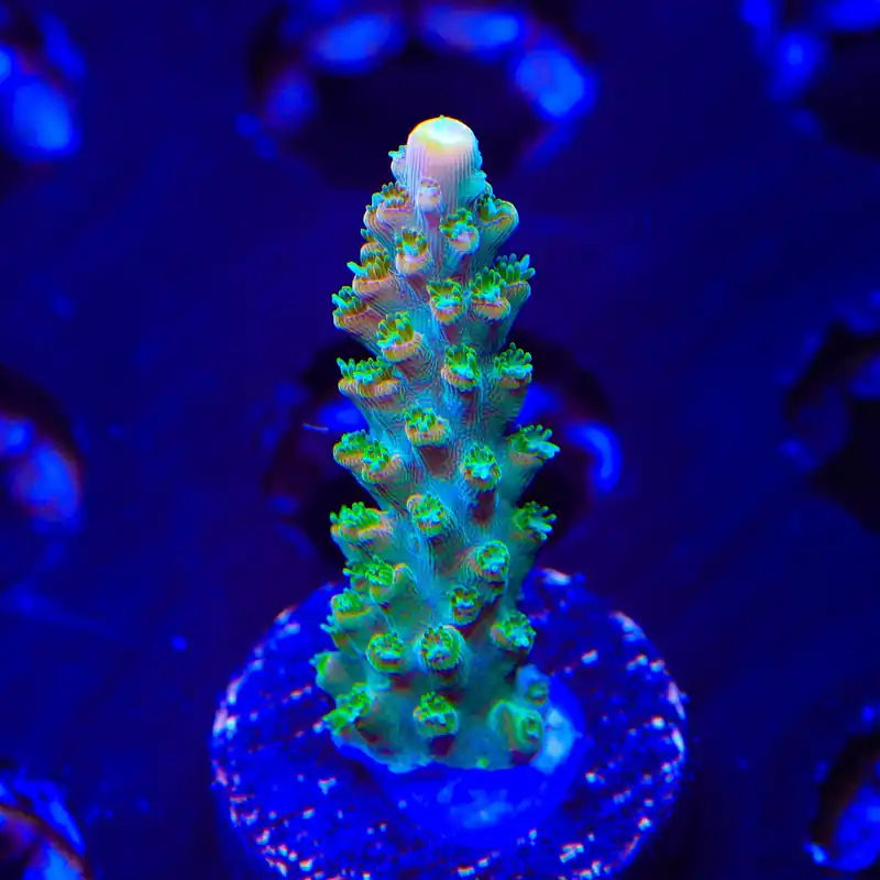 TGC Orange Creamsicle Acropora Coral - TSA Coral
