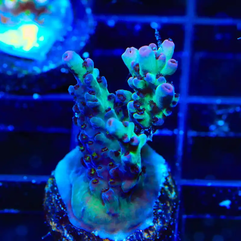 TSA Fresh Cake Acropora Coral - TSA Coral