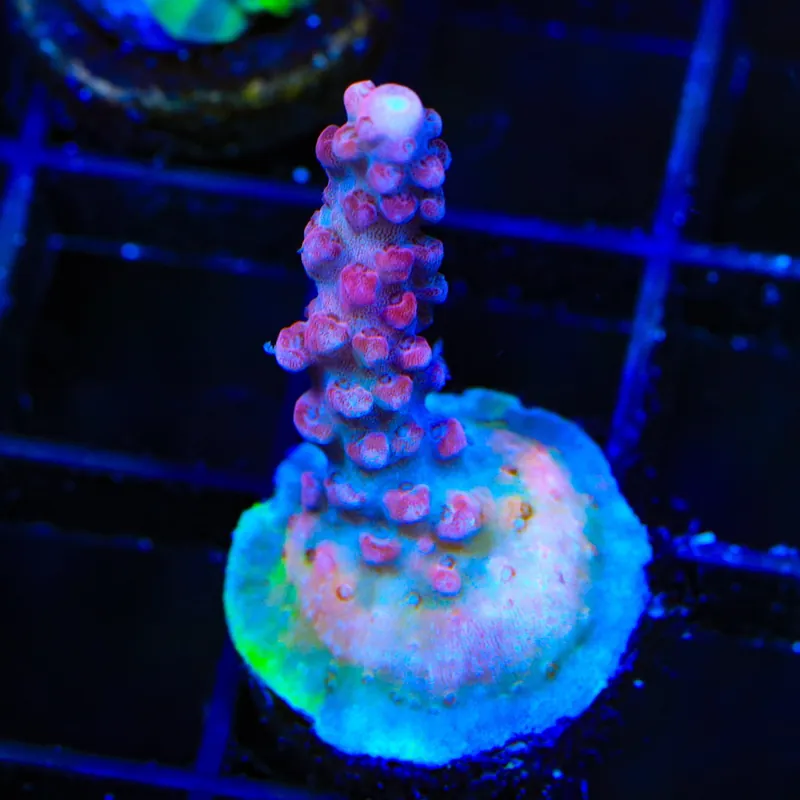TSA Red Robin Acropora Coral - TSA Coral