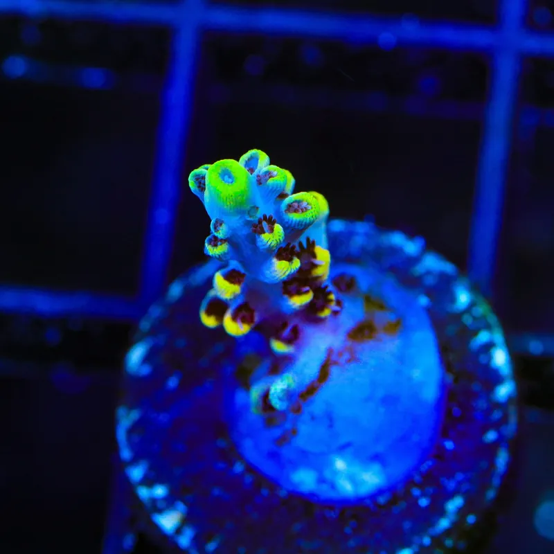Afterparty Acropora Coral - TSA Coral
