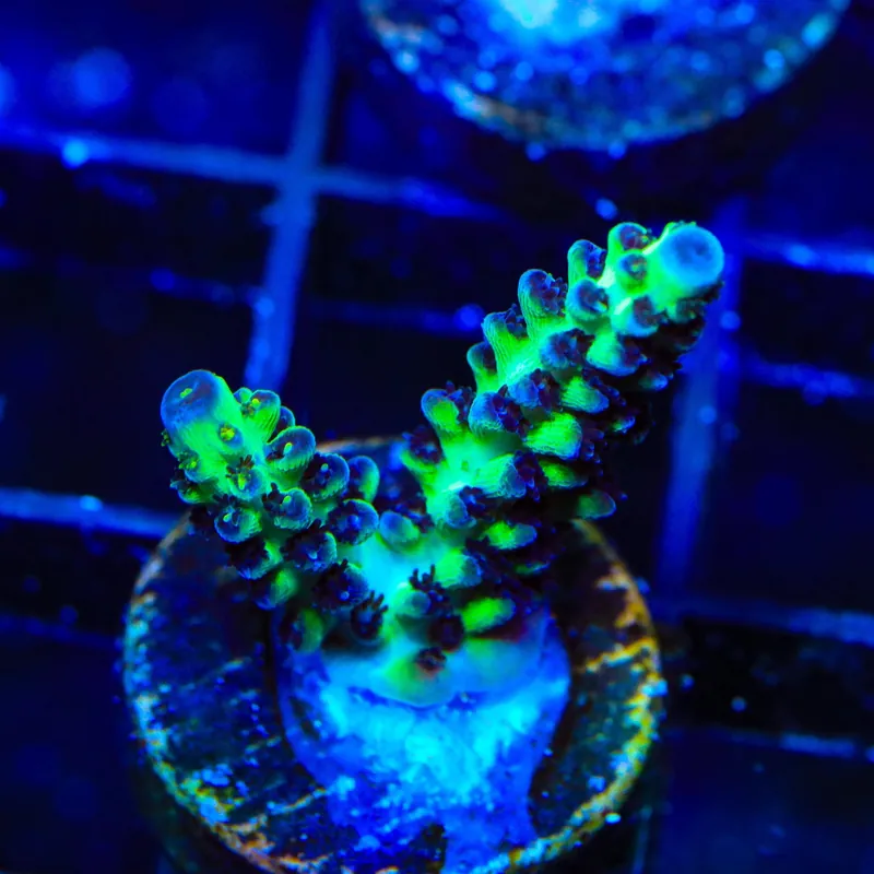 TSA Melon Keller Acropora Coral - TSA Coral