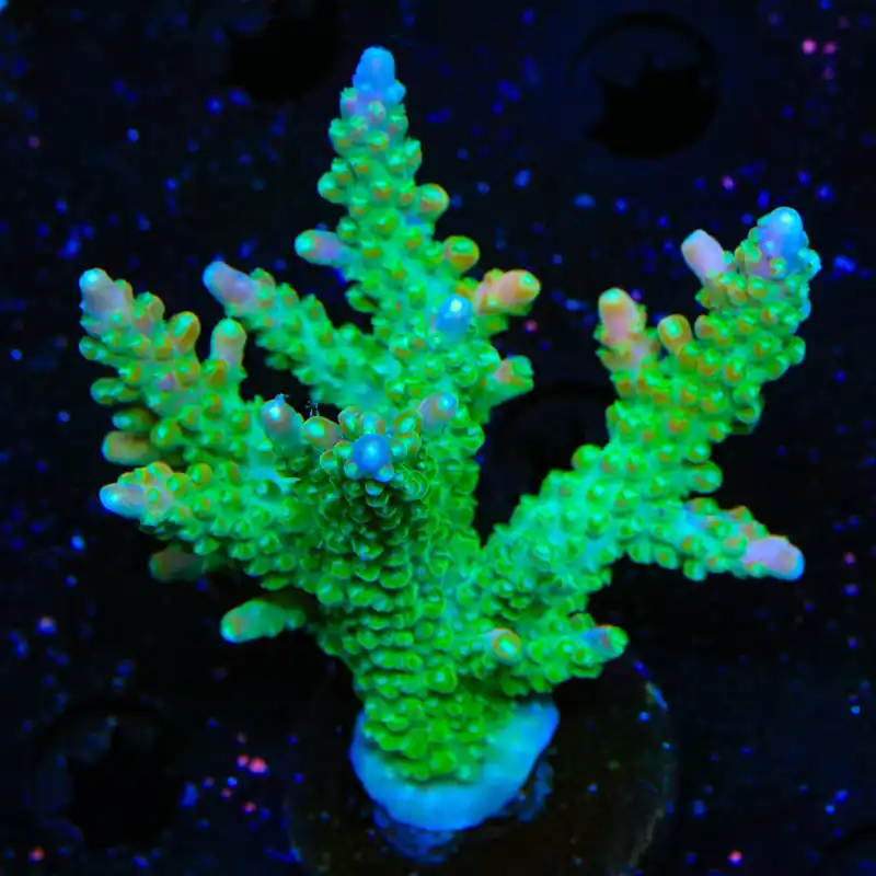 CC Banana Hammock Acropora Colony Coral - TSA Coral