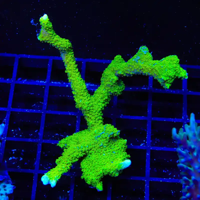 Nuclear Green Montipora Digitata XL Frag Coral - TSA Coral
