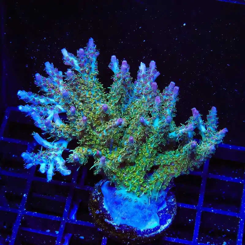 TSA Lavender Haze Acropora Colony Coral - TSA Coral