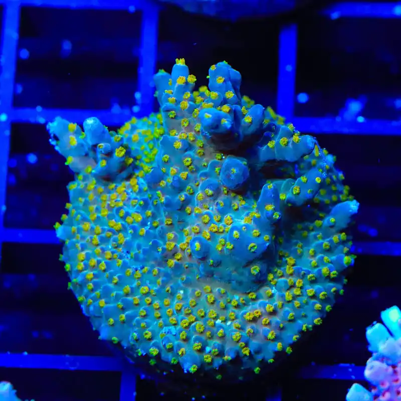 TSA Goliath Acropora Coral - TSA Coral