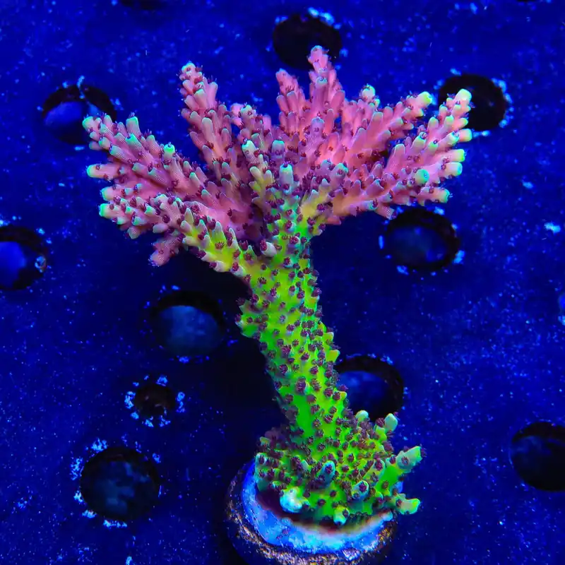 RRC Pink Cadillac Acropora Coral - TSA Coral