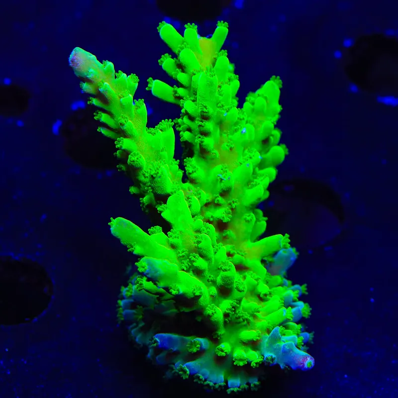 ORA Frogskin Acropora Coral - TSA Coral