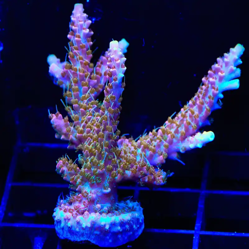 CC Voodoo Majick Acropora Coral - TSA Coral