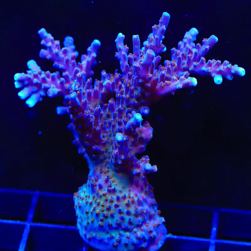 ARC Fireworks Acropora Coral - TSA Coral