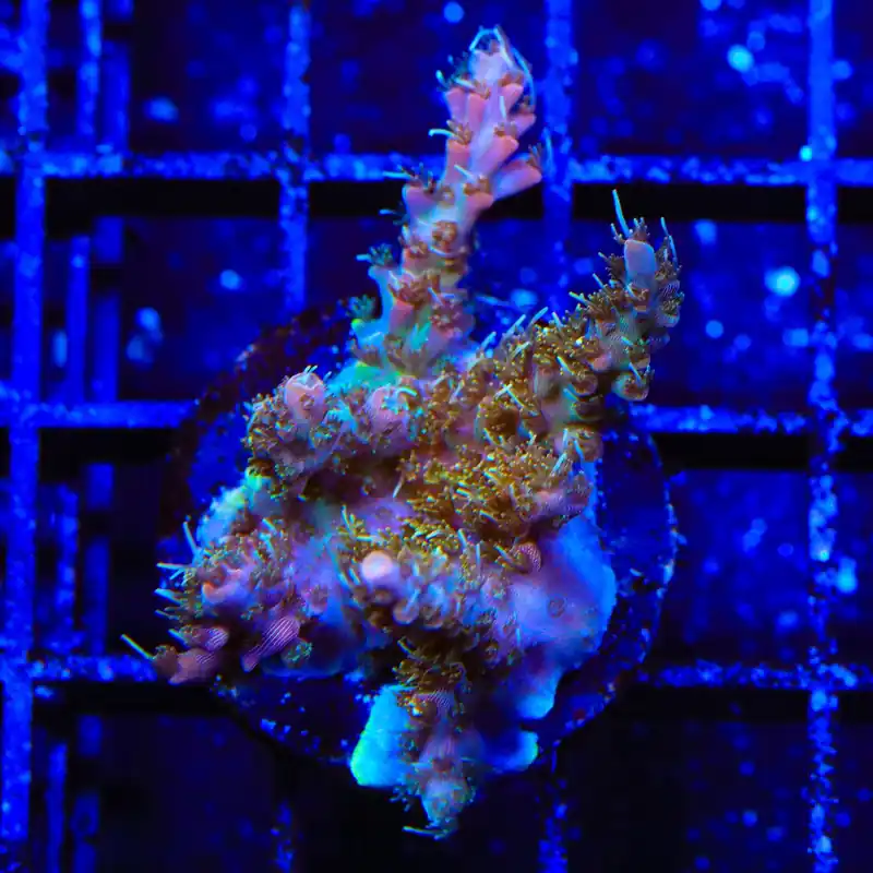 CC Voodoo Majick Acropora Coral - TSA Coral