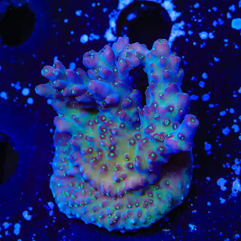 TSA Black Rose Acropora Coral - TSA Coral