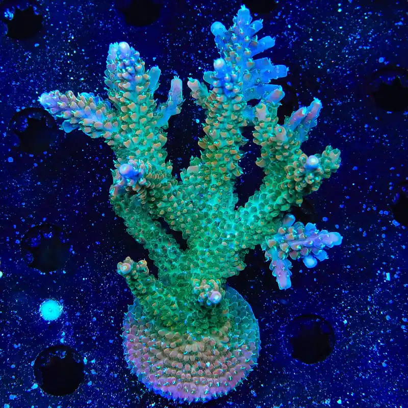 TSA Explosive Ember Acropora Coral - TSA Coral