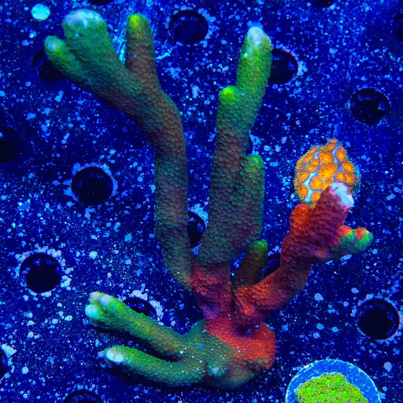 Contraband Montipora Digitata Colony Coral - TSA Coral