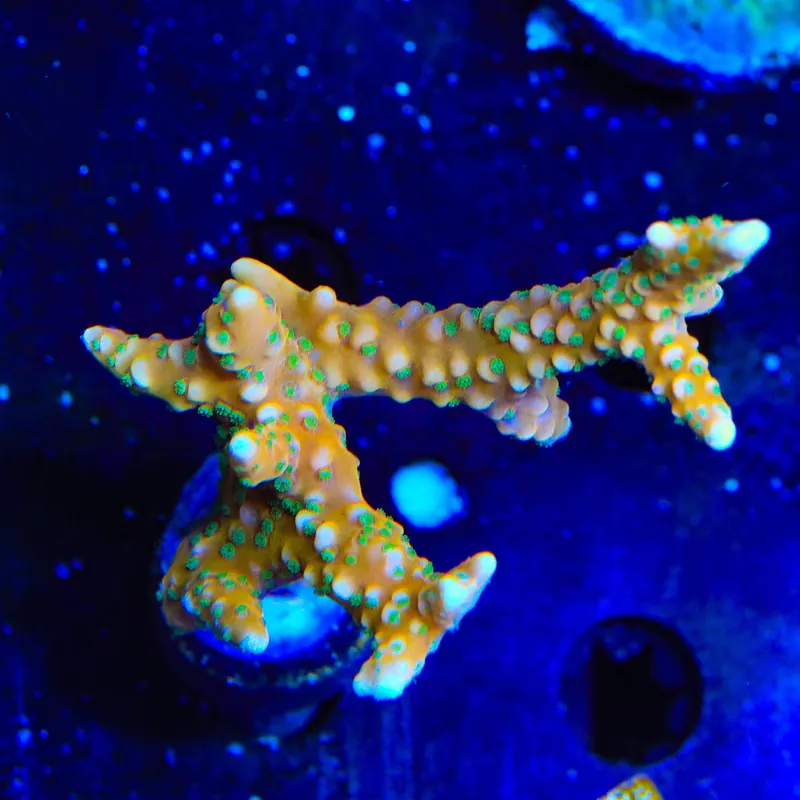 RRC Tropicana Anacropora XL Frag Coral - TSA Coral
