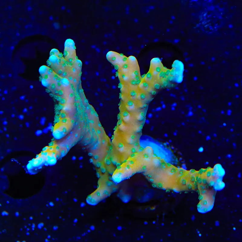 RRC Tropicana Anacropora XL Frag Coral - TSA Coral