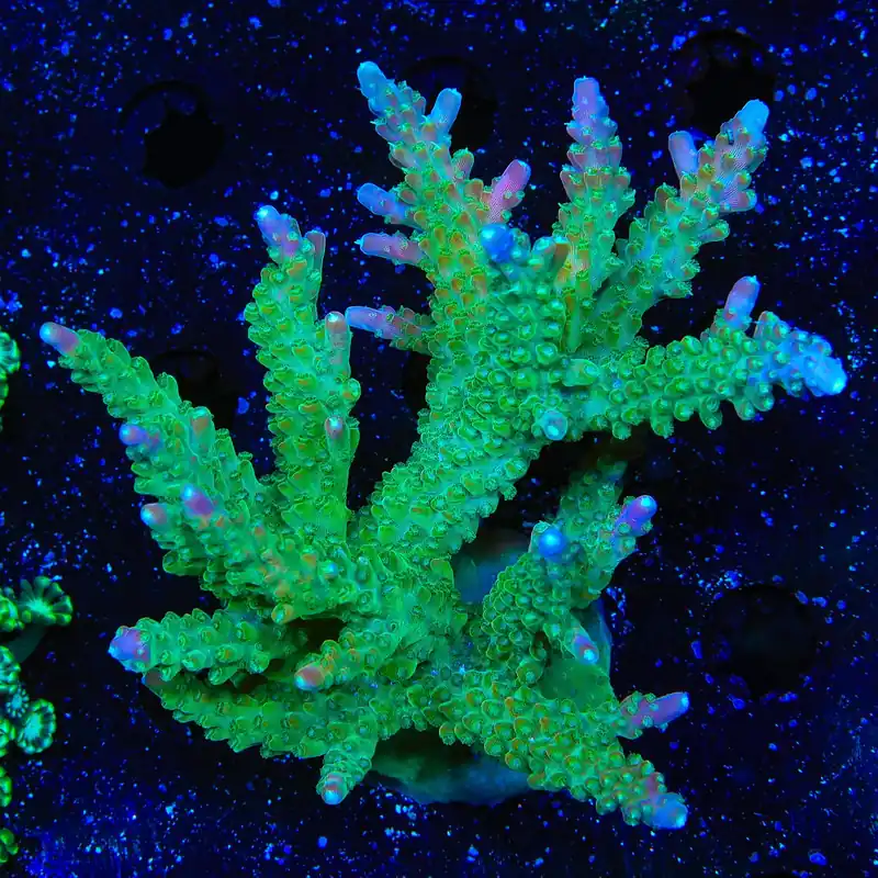 CC Banana Hammock Acropora Colony Coral - TSA Coral