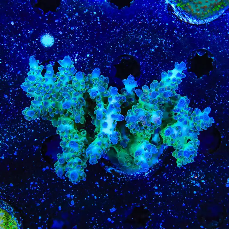 TSA Mossberry Acropora XL Frag Coral - TSA Coral
