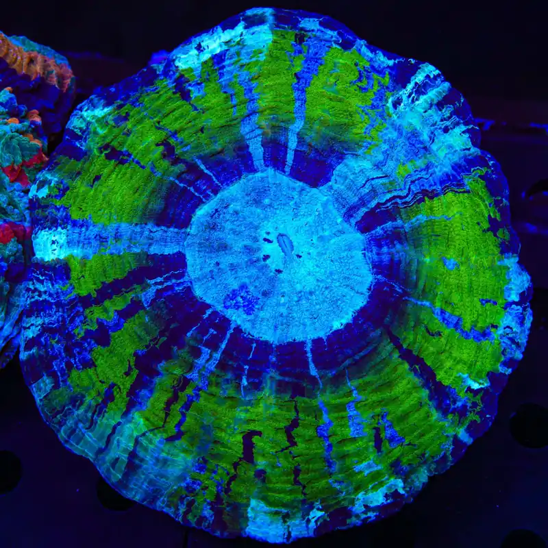 Ultra Acanthophyllia Coral - TSA Coral