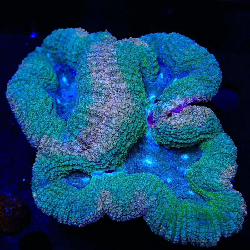 Rainbow Lobophyllia Coral - TSA Coral