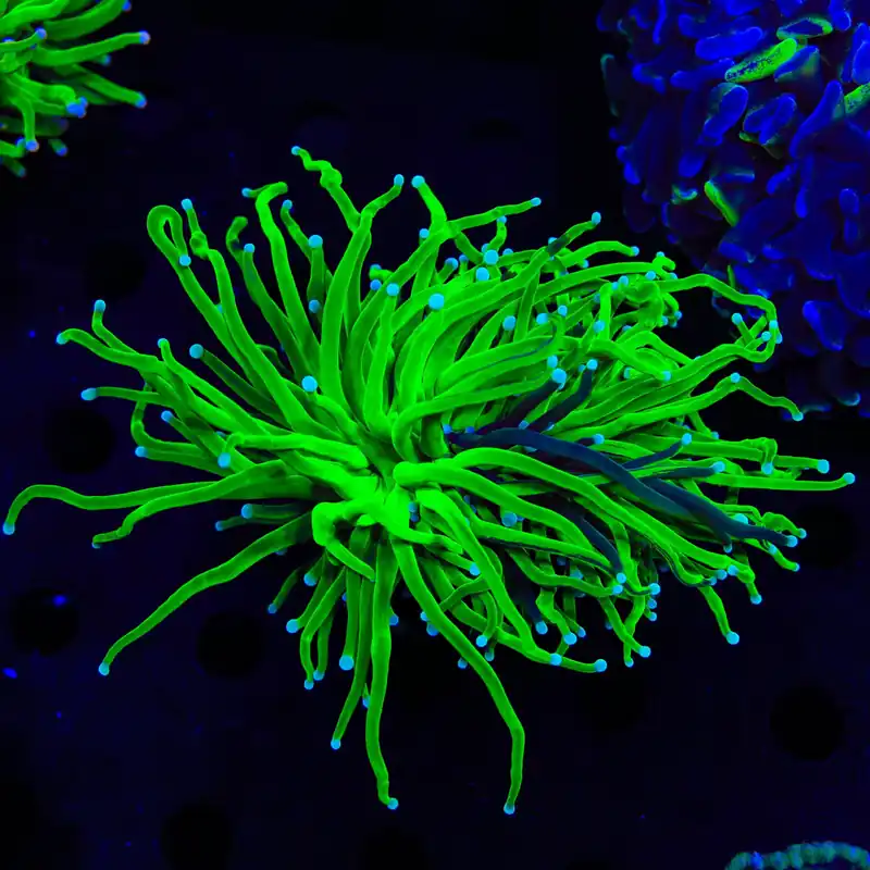 Grafted Holy Grail Torch Coral - TSA Coral