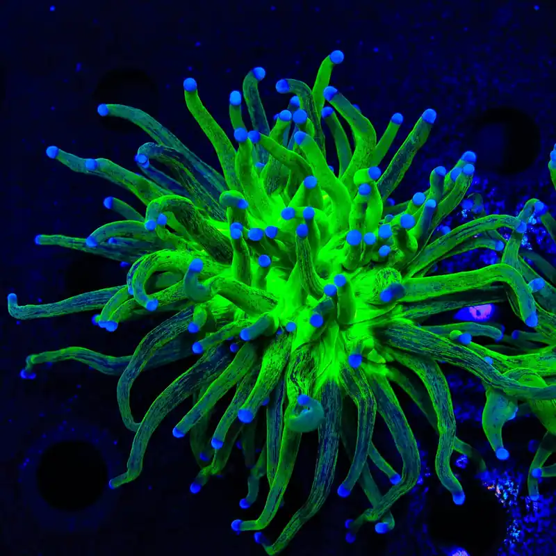 Tiger King Torch Coral - TSA Coral