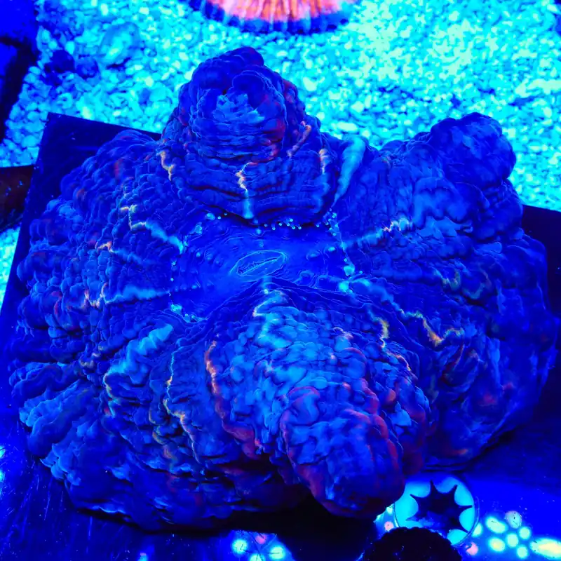 Ultra Indophyllia Coral - TSA Coral