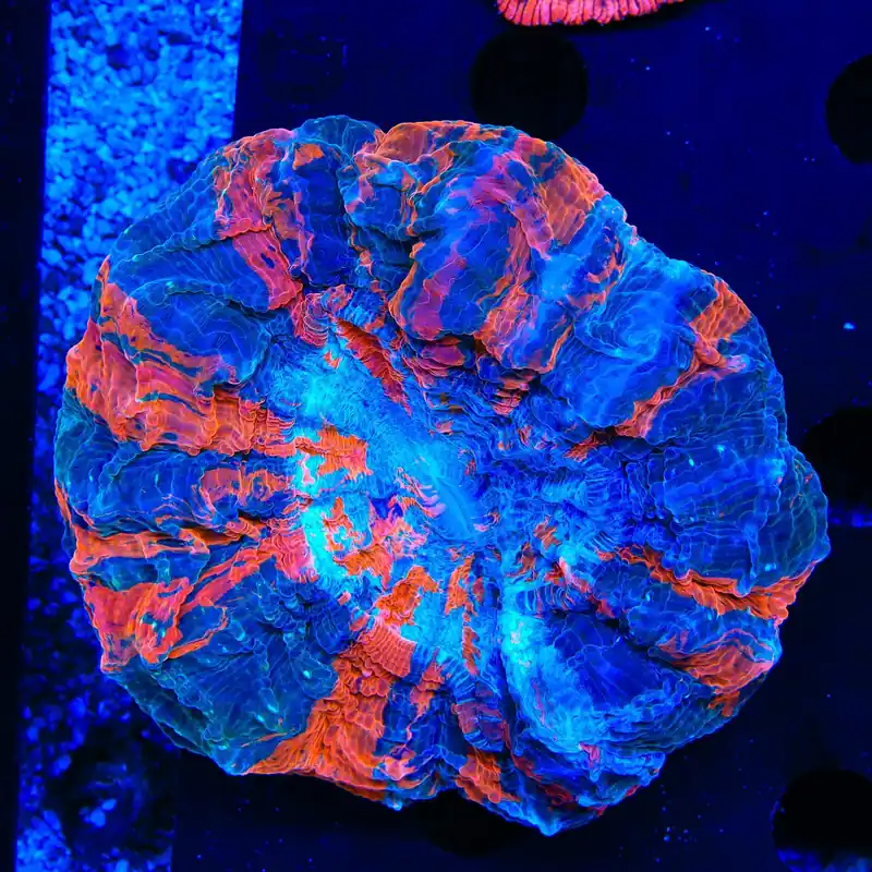Ultra Acanthophyllia Coral - TSA Coral