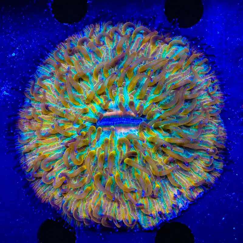 Ultra Rainbow Plate Coral - TSA Coral