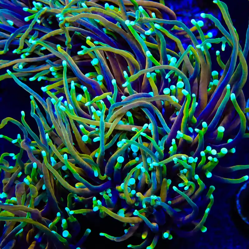 CC 21 Tails Torch Coral - TSA Coral