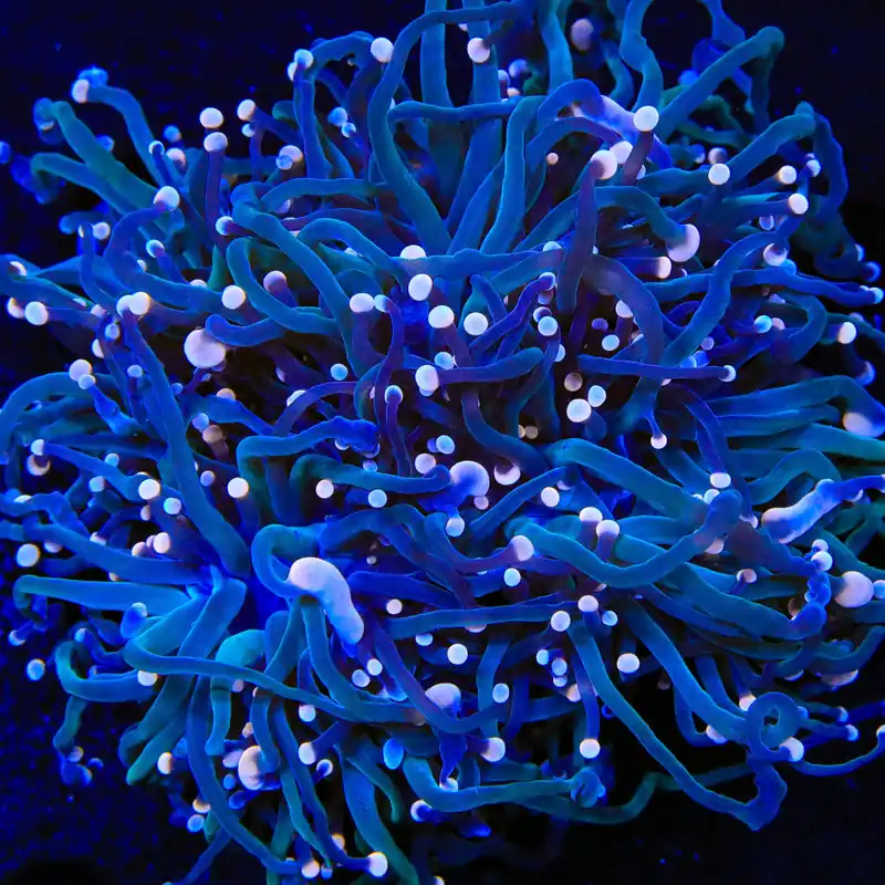 TSA Hocus Pocus Torch Coral - TSA Coral