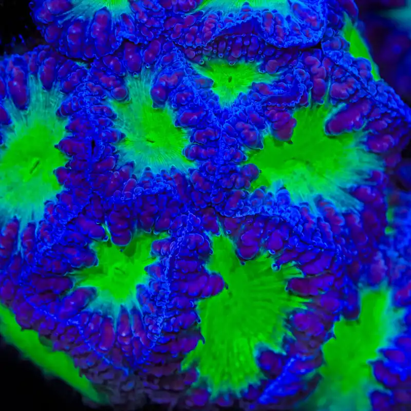 TSA Suckerberry Pie Blastomussa Coral - TSA Coral