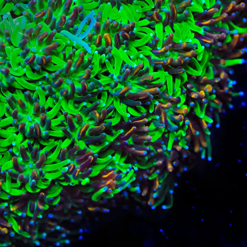 TSA Court Jester Galaxea Coral - TSA Coral