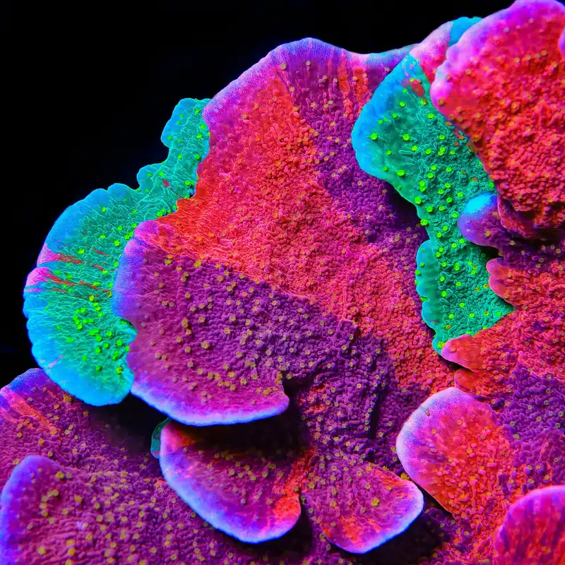 TSA Fruit Roll Grafted Montipora Coral - TSA Coral