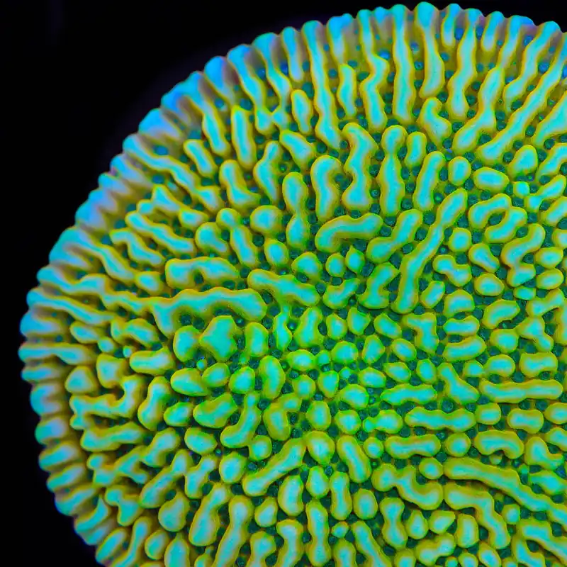 TSA Emerald City Montipora Coral - TSA Coral
