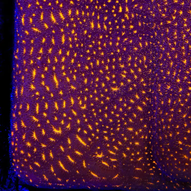 TSA Lava Field Leptoseris Coral - TSA Coral