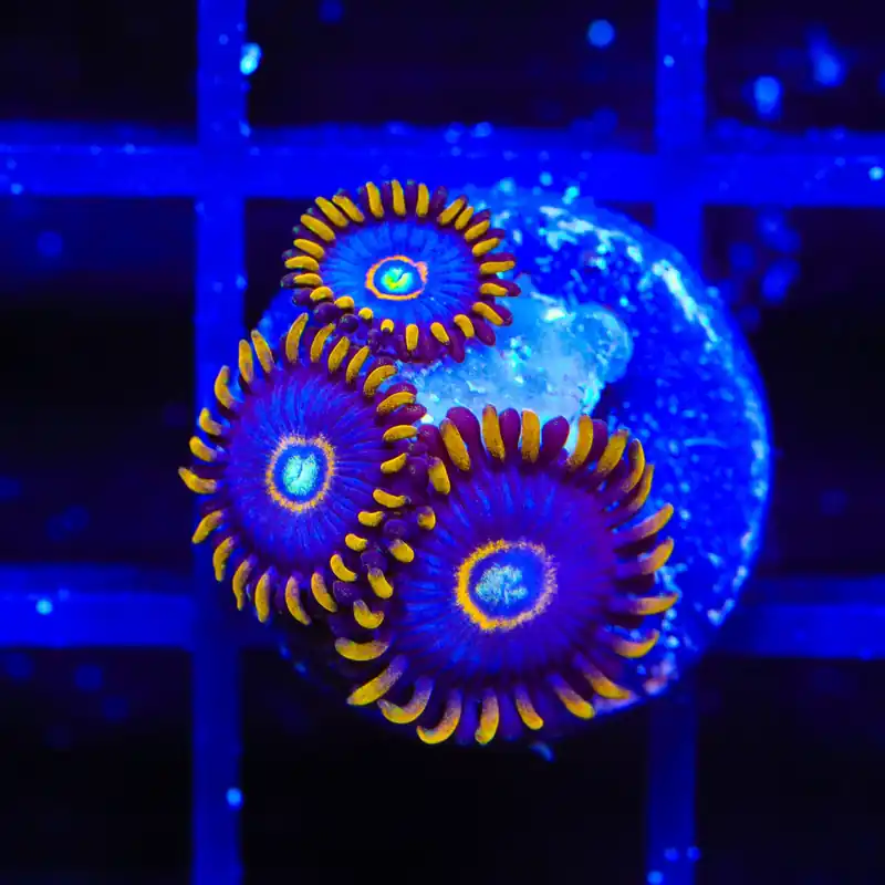 Blue Hornet Zoanthids Coral - TSA Coral
